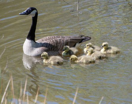 A goose with their baby goslings