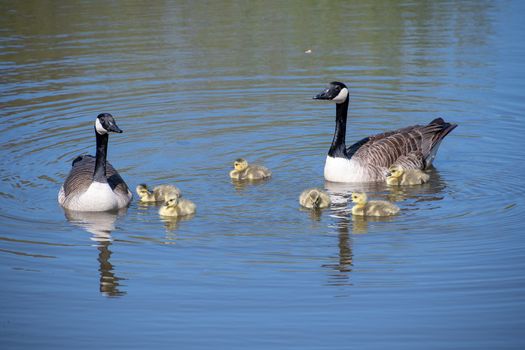 A goose with their baby goslings