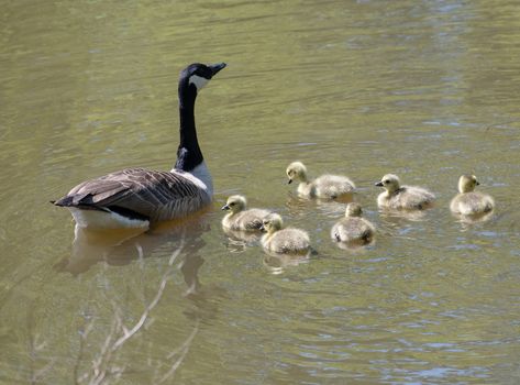 A goose with their baby goslings