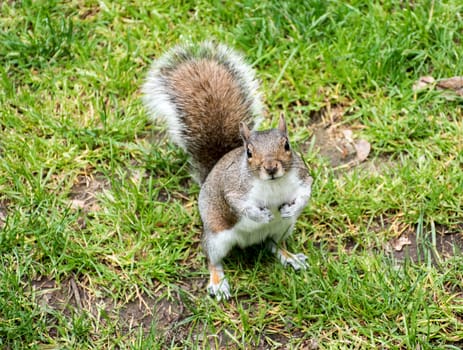 Grey squirrel on some grass