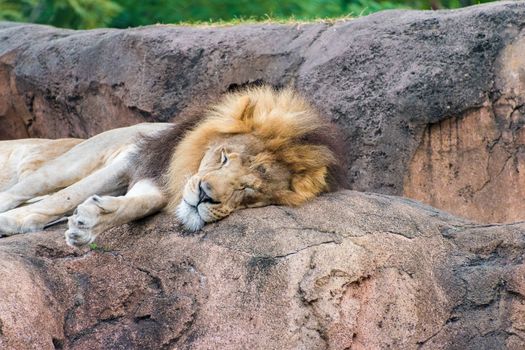 Close up of a Lion's head sleeping on a rock