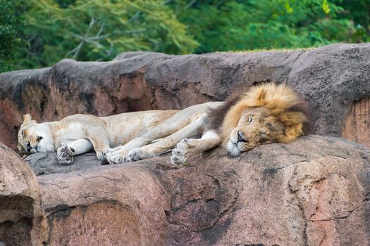 Lion and Lioness sleeping on a rock
