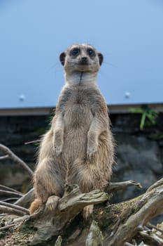 Meerkat on watch looking around for danger