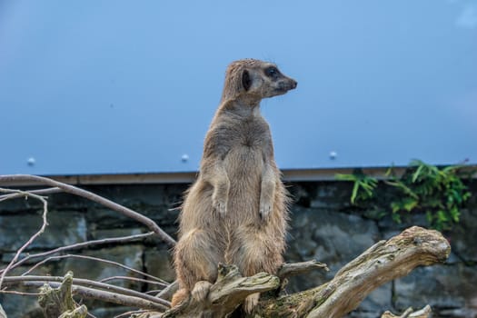 Meerkat on watch looking around for danger