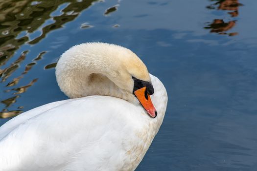 Close up of a swan pruning its feathers