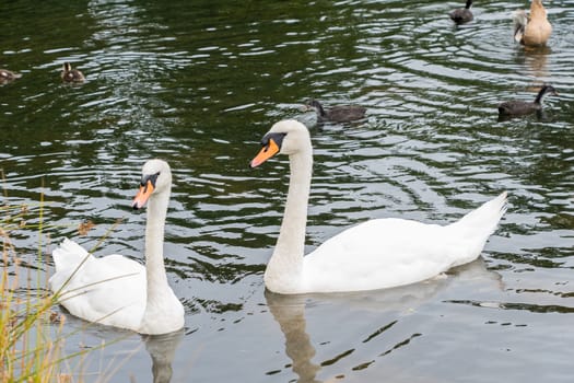Two Swans swimming on a lake