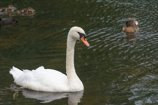 A swan swimming on a lake