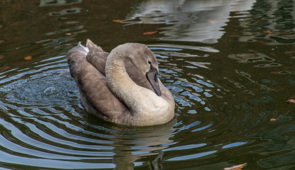 Young cygnet swans just about to lose their baby gray feathers