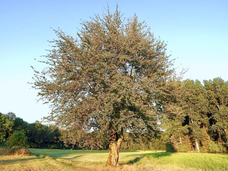 Huge cherry tree on a meadow