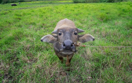 Thai buffalo in green grass field, animal head