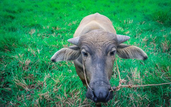 Thai buffalo in green grass field, animal head