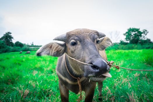 Thai buffalo stick out tongue in green grass field, animal head