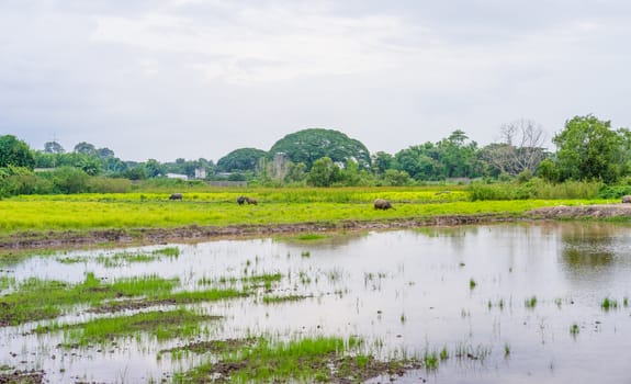 Thai buffalo grazing in green grass field in countryside