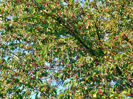Red food cherries on a cherry tree