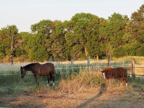 Horses on a meadow in the evening sun