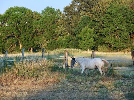 Horses on a meadow in the evening sun