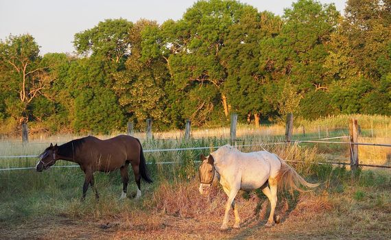 Horses on a meadow in the evening sun