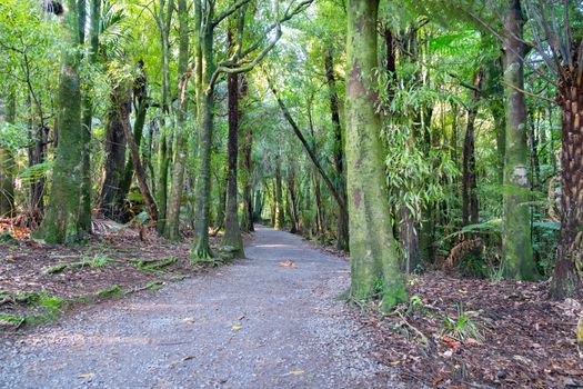 Walking or hiking track through a stand of tall native New Zealand trees with moss covered trunks.