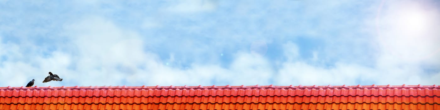 pigeon fly close up pigeon lover stand on roof and blue sky white cloud panorama view