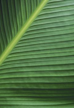 Macro green leaf texture background