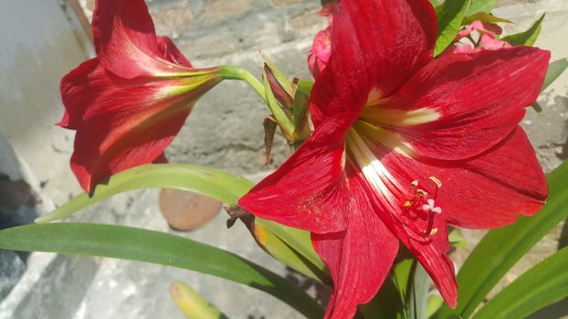 Closeup with selective focus on red flower with stamens and green leaves in background