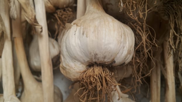 Garlic is aromatic and flavorful herb for consumption and use in spices and for medicinal purposes. Close-up view of dry garlic bulbs background.