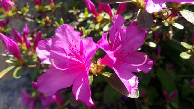 Close up view of several pink flowers with pink petals in spring season. A flower background for text and love messages