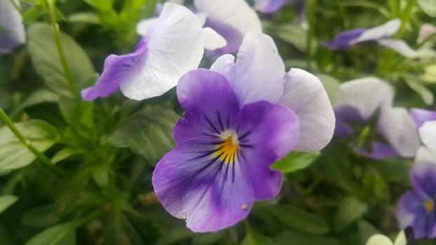 Closeup view of colorful flowers with green leaves in the background in spring season