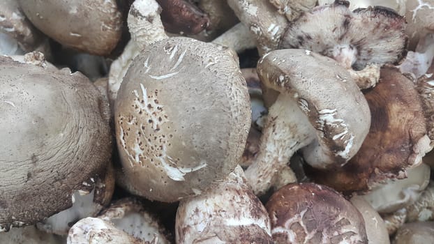 Closeup view of big pile of fresh harvested mushrooms. Food background of mushrooms in market for sale. A Vegetables background