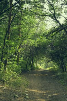 Way in summer forest