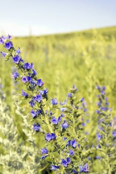 Wild violet flowers on the field, shallow dof