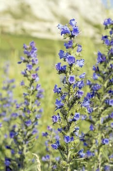 Wild violet flowers on the field, shallow dof