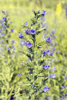 Wild violet flowers on the field, shallow dof