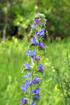 Wild violet flowers on the field, shallow dof