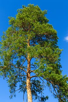 pine tree isolated on a blue sky background