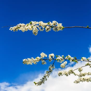 Flowers of the cherry blossoms on a spring day, May