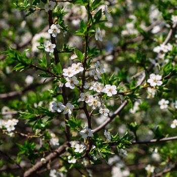 Flowers of the cherry blossoms on a spring day, May