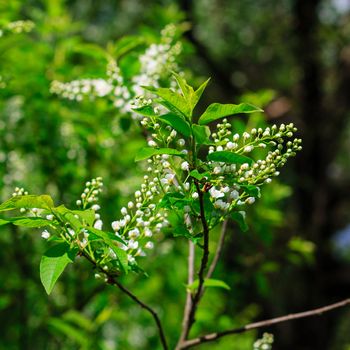 bird-cherry tree at spring season, May