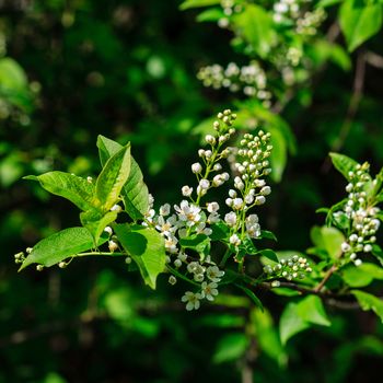 bird-cherry tree at spring season, May