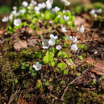 First white spring flowers in the forest at May