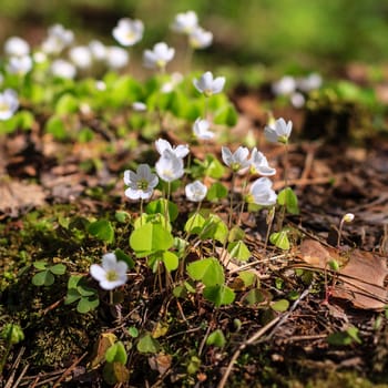 First white spring flowers in the forest at May