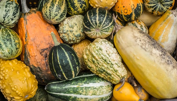 a bunch of different pumpkins