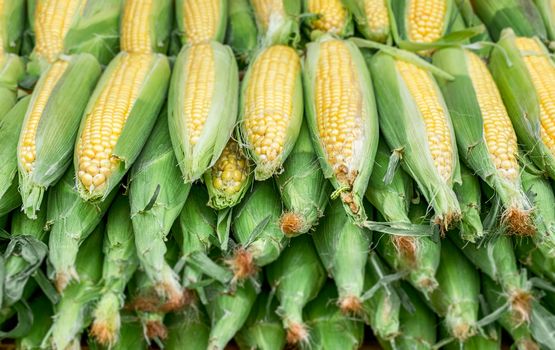 a bunch of freshly picked corn and a caterpillar