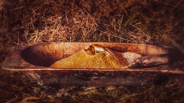 a dead mouse on a old wooden trough with corn flour in the stable with hay