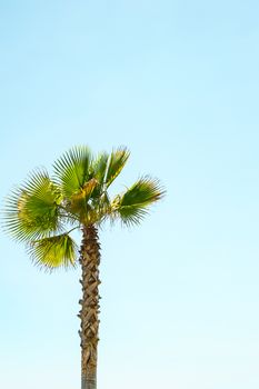 a lone palm tree on clear blue sky