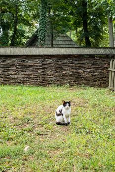 a cat in the yard of the country house