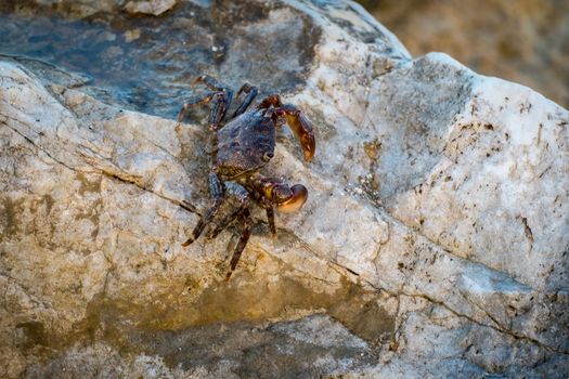 a small crab on rocks