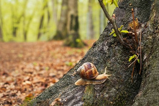 a snail on a tree in the forest