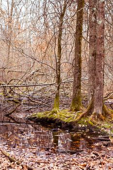 a small lake in the forest