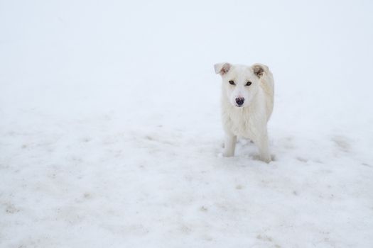 a white dog is in the snow